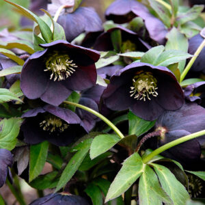 Lumeroos/Helleborus