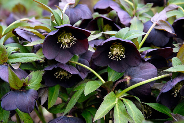 Lumeroos/Helleborus