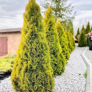 Harilik elupuu "Golden Smaragd"
