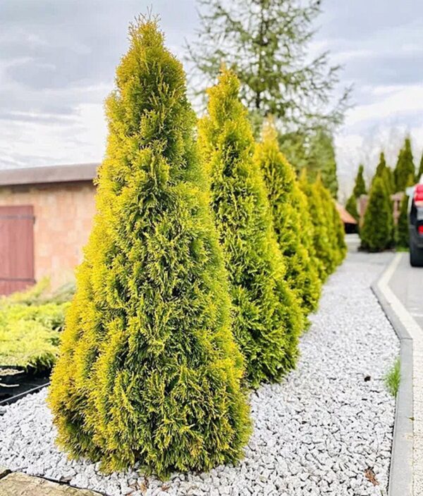 Harilik elupuu "Golden Smaragd"
