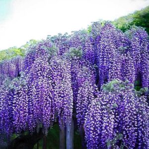 Wisteria "Blue Moon"