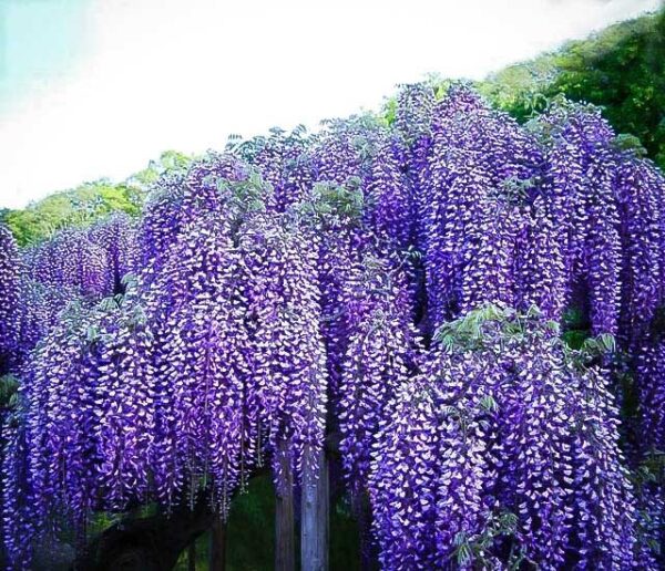 Wisteria "Blue Moon"