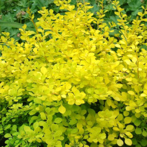 Thunbergi kukerpuu berberis "Golden Carpet"