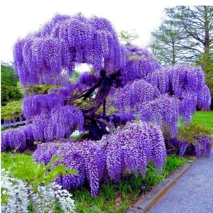 Wisteria "Blue Moon"