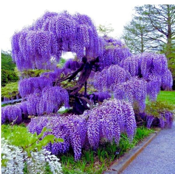 Wisteria "Blue Moon" - Image 2