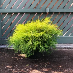 Mägi ebaküpress "Golden Mop"