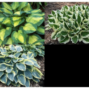 Hosta