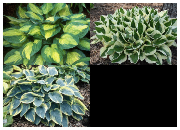 Hosta