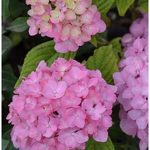 Suureleheline hortensia "Doppio Rosato"