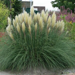 Pampa rohi "Pumila"