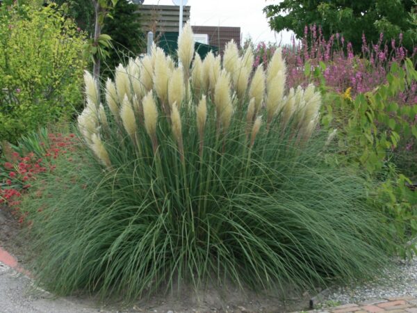 Pampa rohi "Pumila"