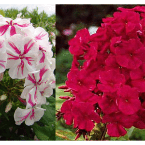 Phlox