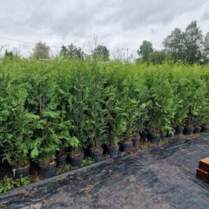 Elupuu Brabant 170-200 cm