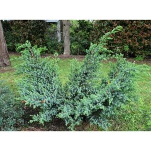 Kadakas, Tartu puukool