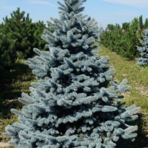 Torkav kuusk "Oldenburg"