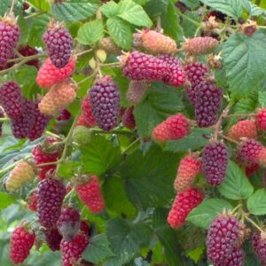 Vaarikas "Buckingham Tayberry"