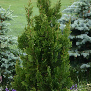 Harilik elupuu "Spiralis"