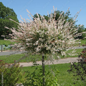 Jaapani poogitud paju tartus