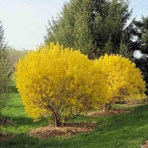 Harilik forsüütia "Goldzauber" 3L