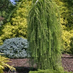 poogitud euroopa lehis