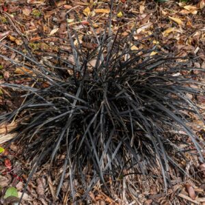 Must madarliilia "Nigrescens" 2L