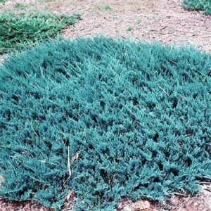 Sinine roomav kadakas