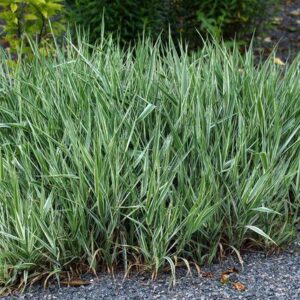 Kirjuleheline päideroog "Picta" 3L