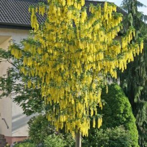 Kuldvihm "Vossii" 150-170cm