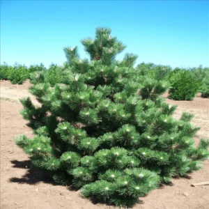 Oregon green must mänd tartus