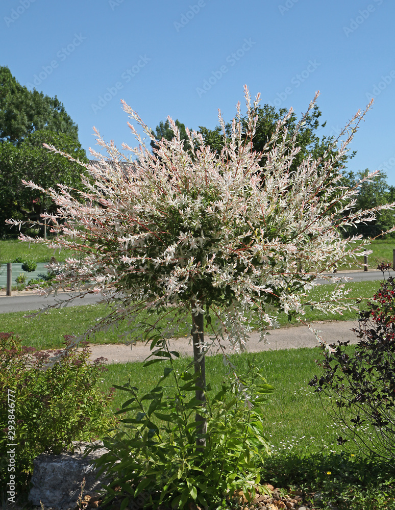 Teravaservaline poogitud paju "Hakuro Nishiki" 5L pott,120-130cm pooge