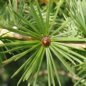 jaapani lehis bonsai Larix leptolepis dekoratiivne mini puu aias