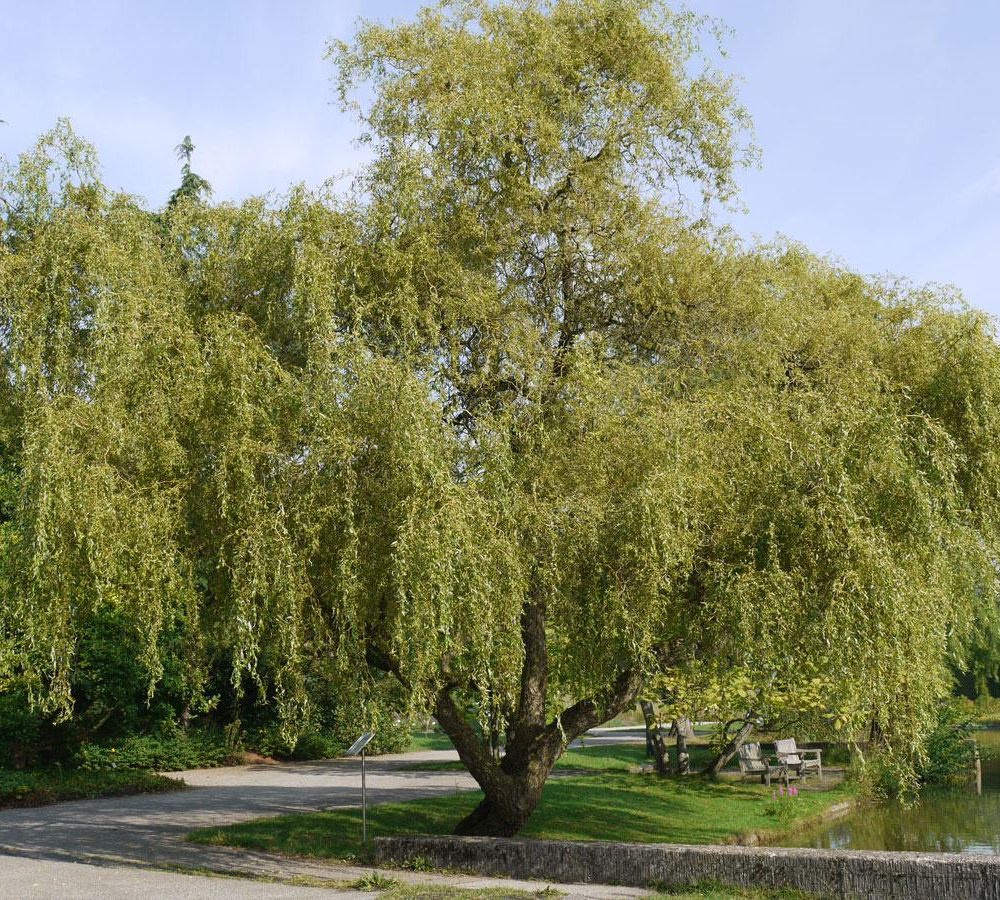 Keerdremmelgas ‘Erythroflexuosa’, 5L pott, 140-150cm