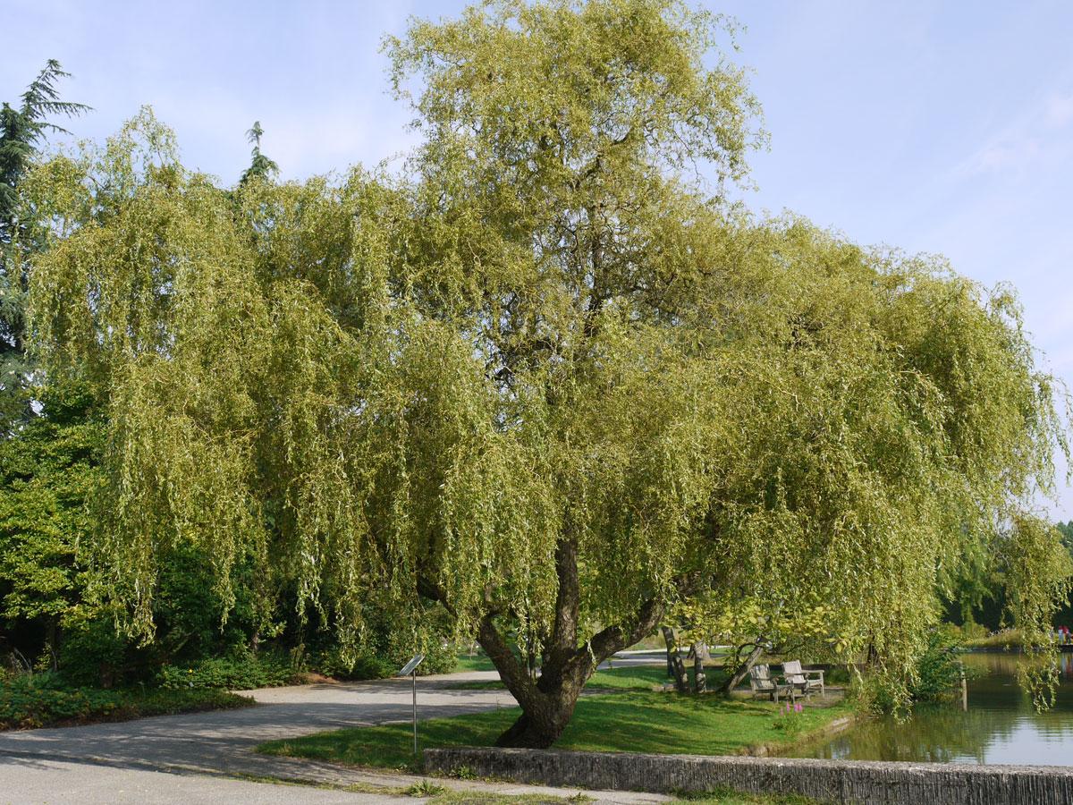 Palgisalu-puukool - Keerdremmelgas ‘Erythroflexuosa’, 5L pott, 140-150cm