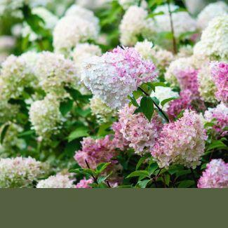 aedhortensia Sugar Rush valged õied muutuvad roosakaks kompaktne hortensia