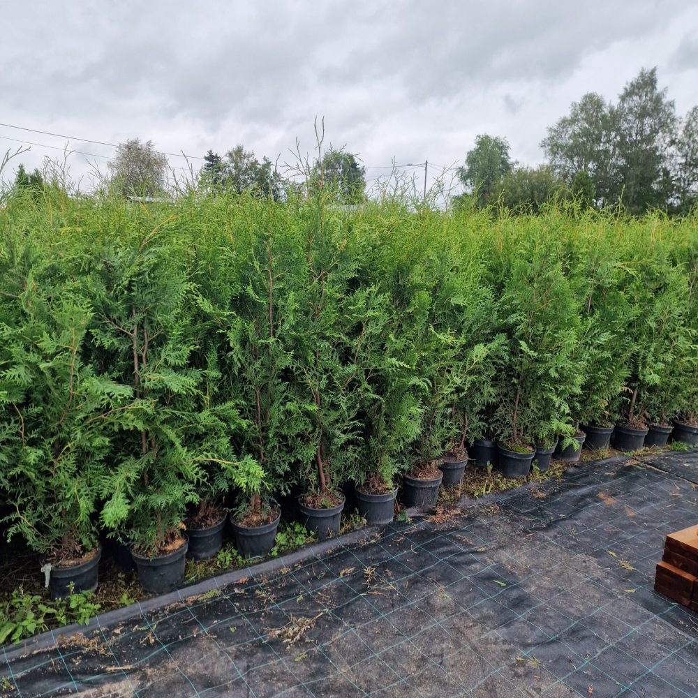 Brabant elupuu, 5L pott, 140-170cm
