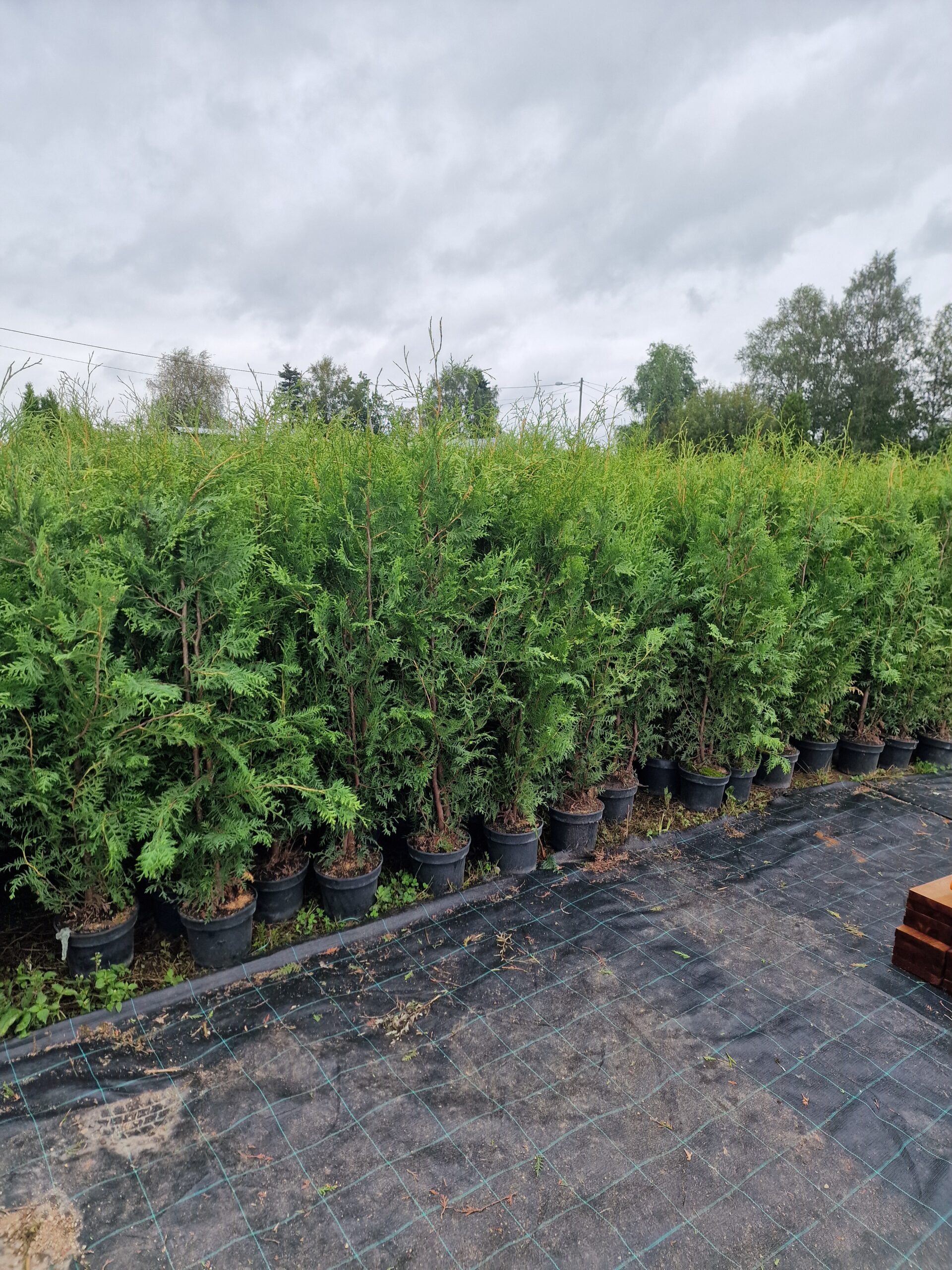 Palgisalu-puukool - Brabant elupuu, 5L pott, 140-170cm