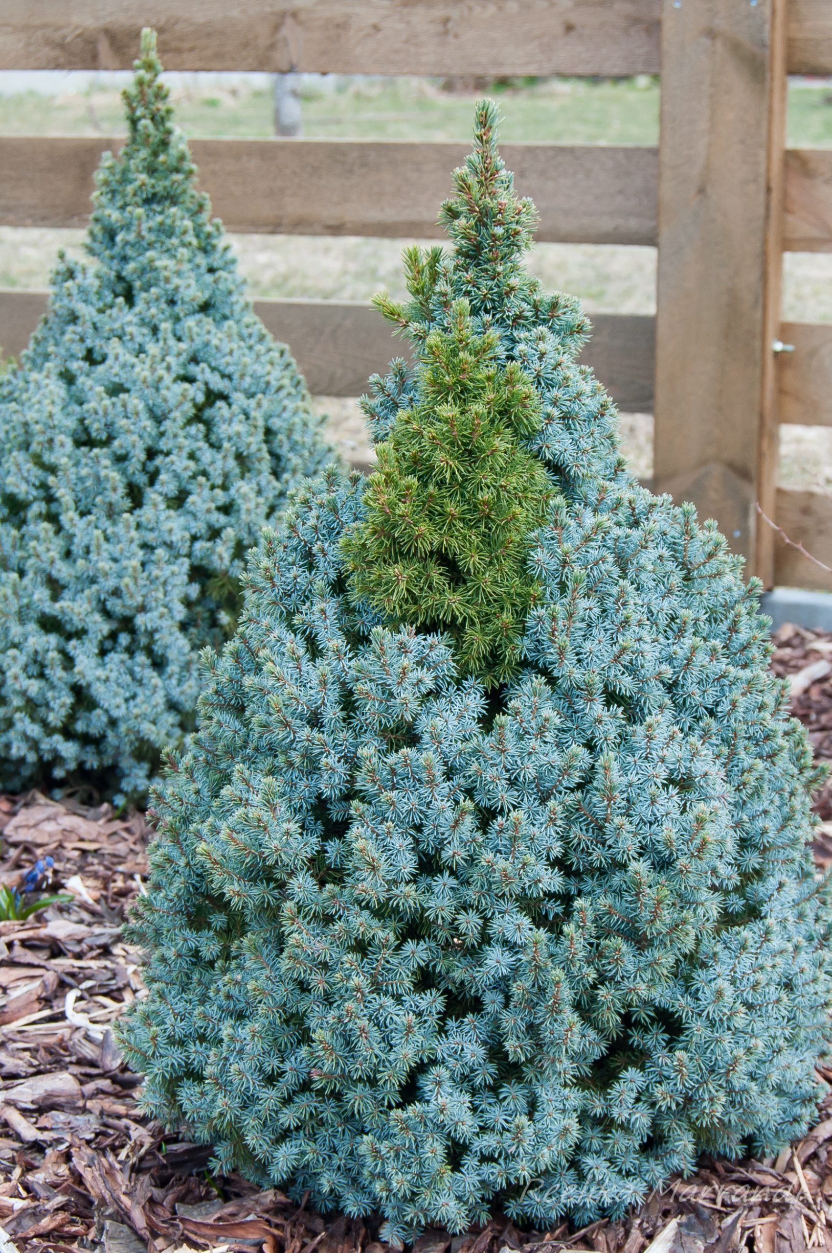 Palgisalu-puukool - kanadakuusk "Sandels Blue"