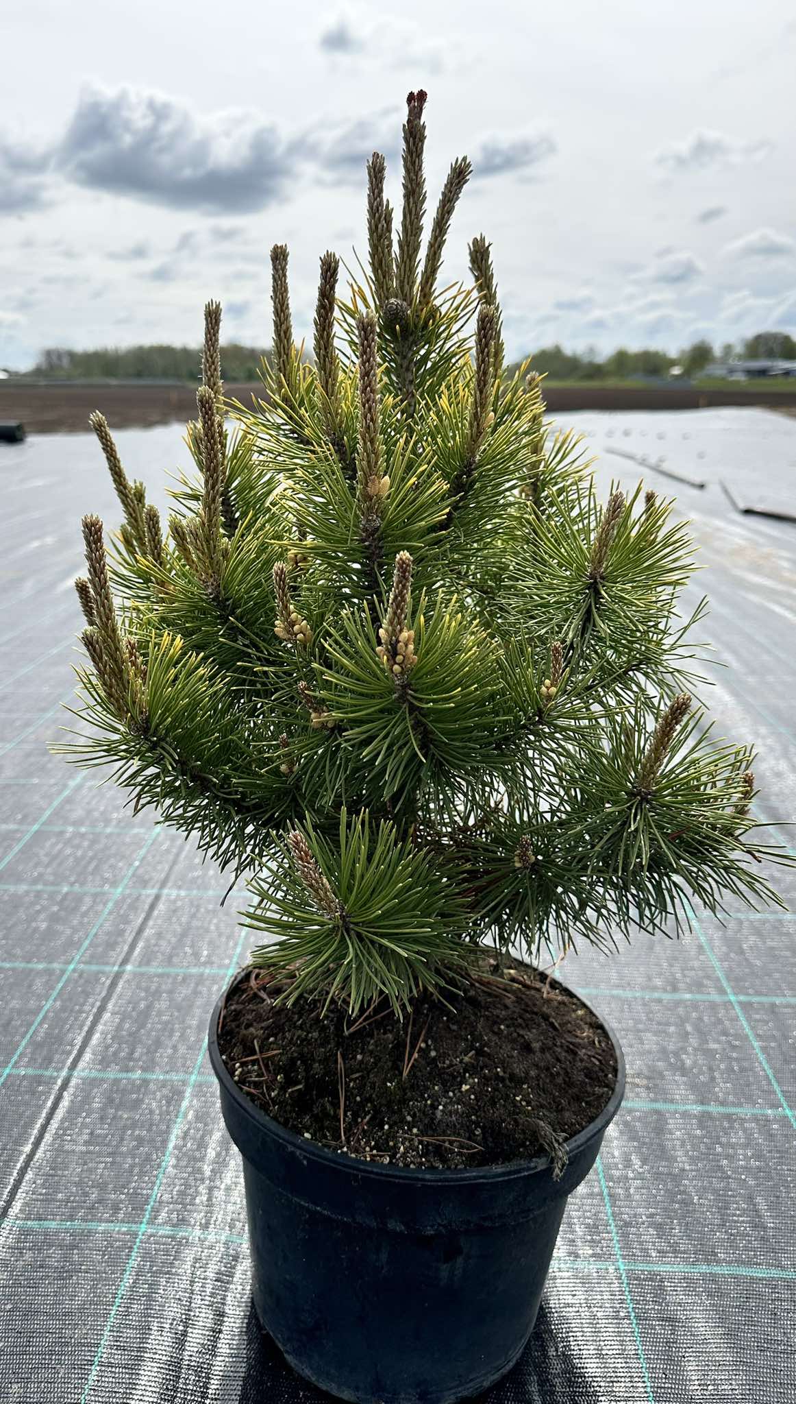 Palgisalu-puukool - Pinus nigra 'Golden Glow'