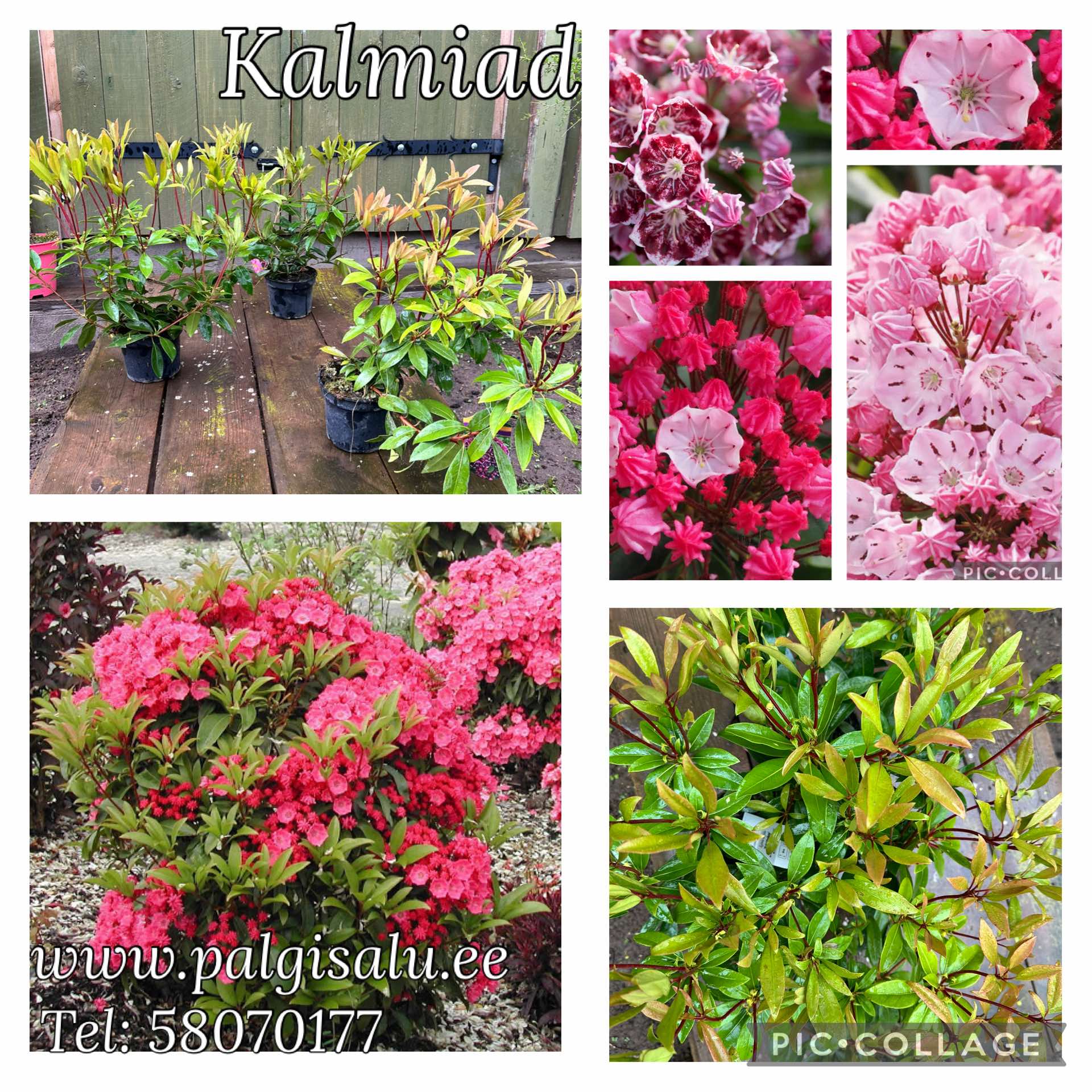 Palgisalu-puukool - Kalmia latifolia