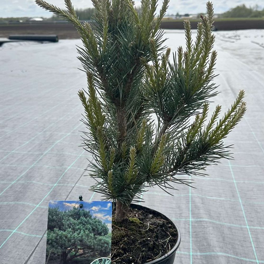 Pinus Sylvestris "Watereri"
