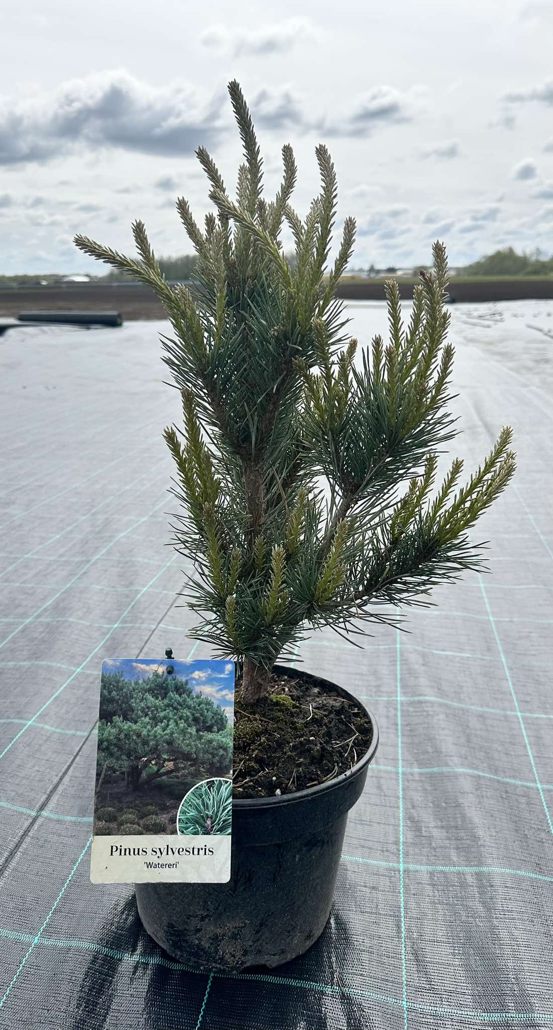 Palgisalu-puukool - Pinus Sylvestris "Watereri"