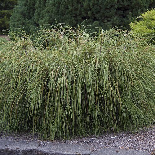 Hiigel elupuu "Whipcord" 3L potis,  25-30cm