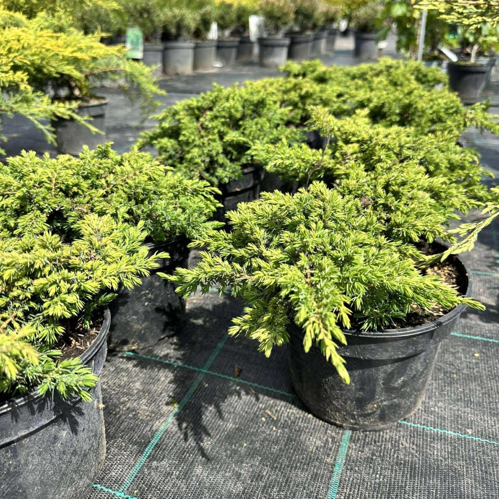 harilik kadakas "Green Carpet"