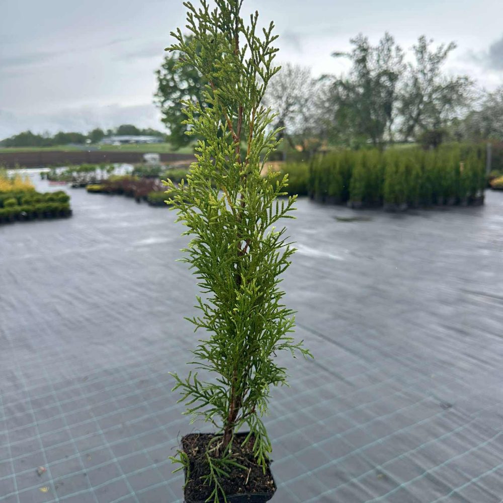 Smaragd elupuu, 25/35cm