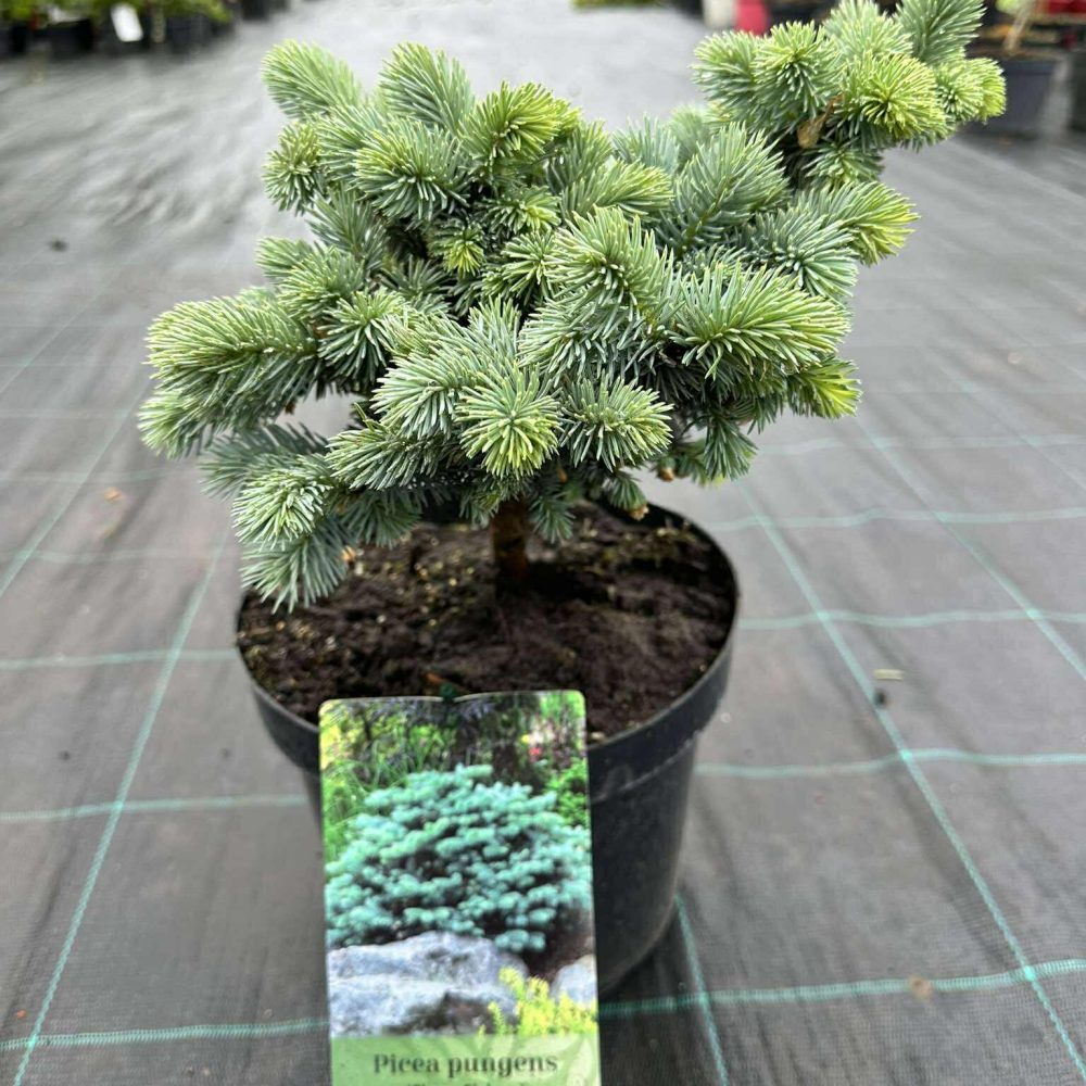 torkav kuusk "Glauca globosa"