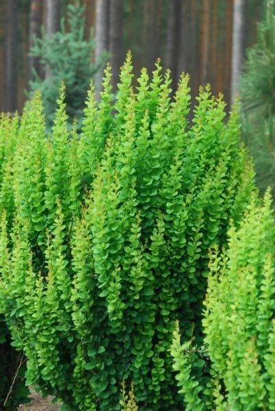 Jaapani kukerpuu/berberis ‘Erecta’ (püstine kukerpuu), 3L pott