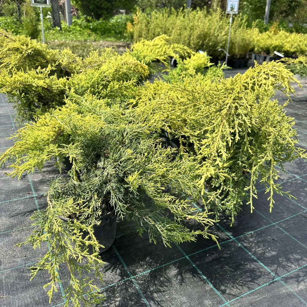 Kadakas Goldkissen 20/25 cm
