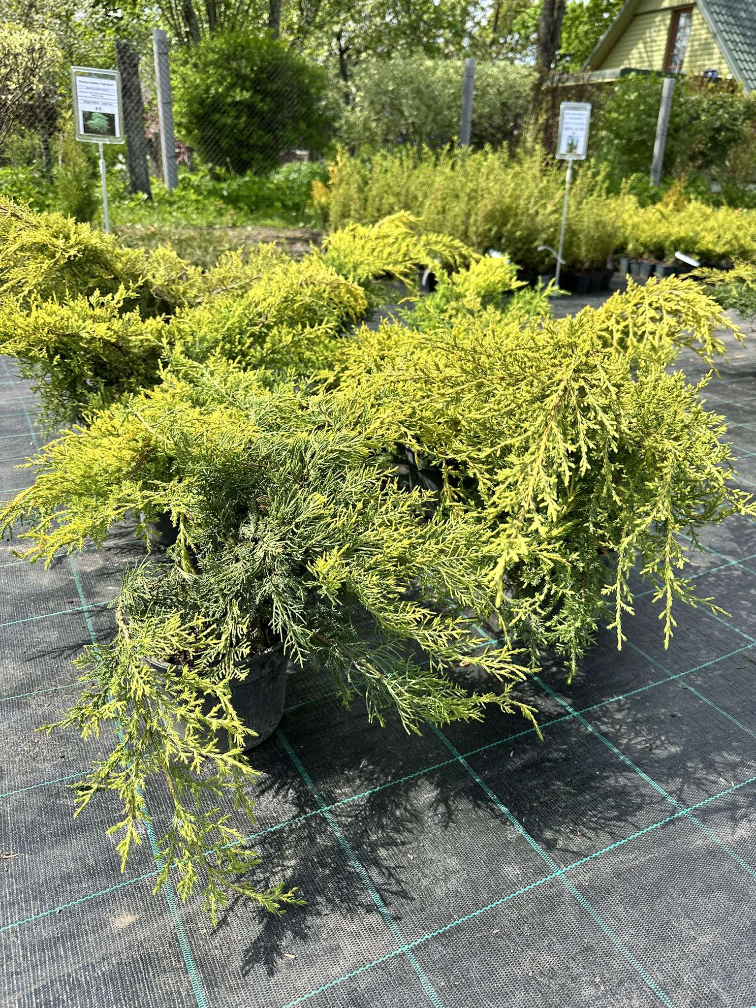 Palgisalu-puukool - Roomav kadakas "Golden kissen" 3L pott, 20x70cm