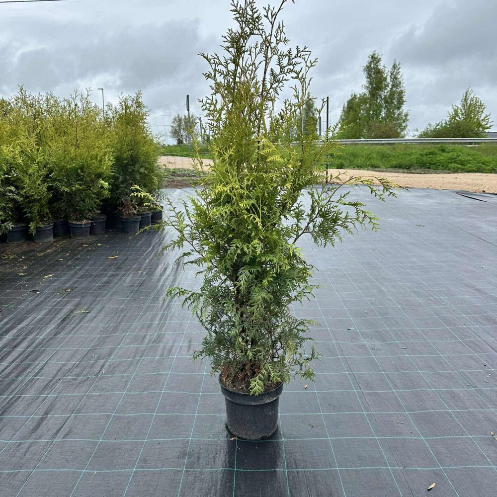 Brabant elupuu, 5L pott, 110-130 cm