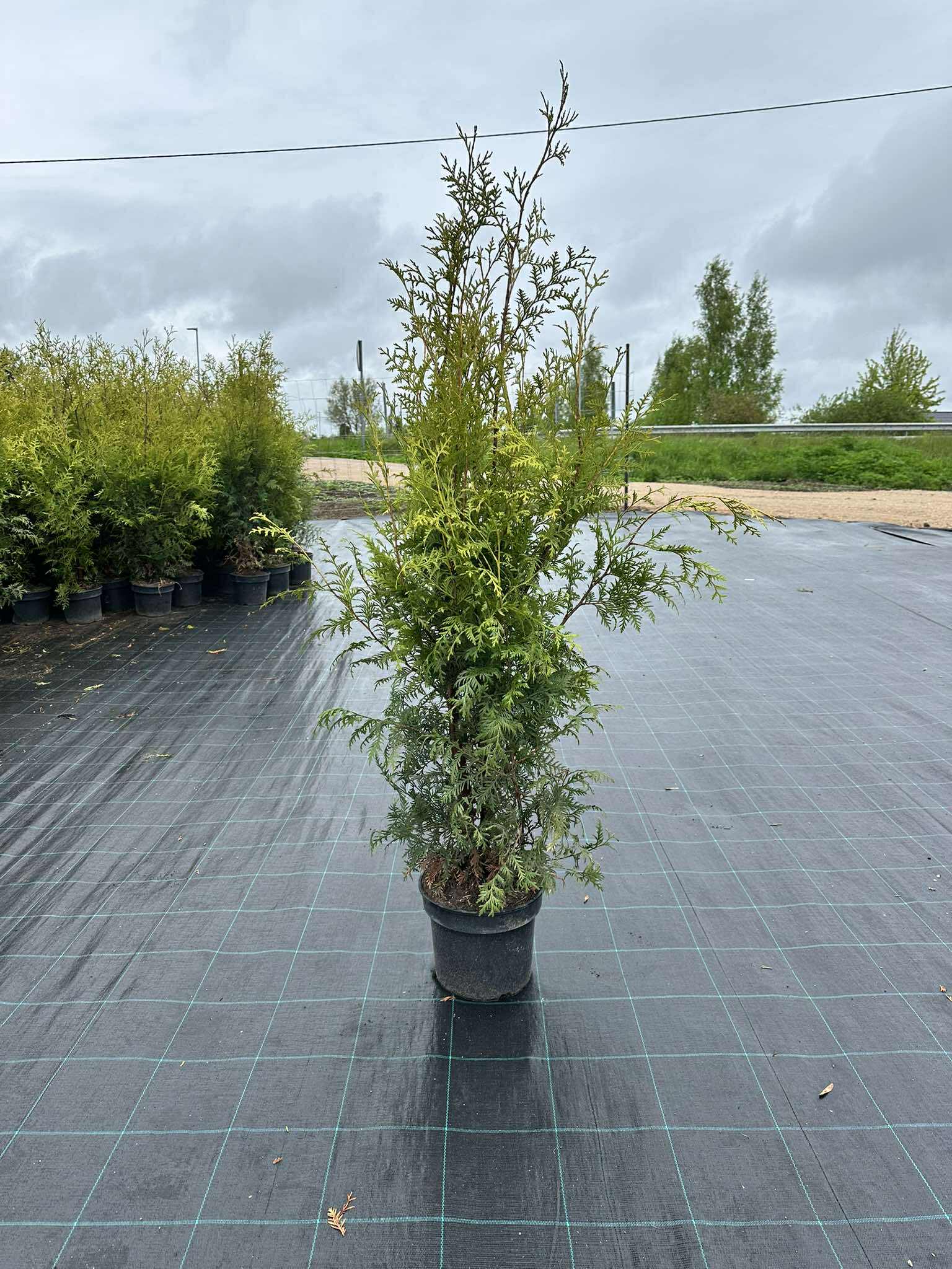 Palgisalu-puukool - Brabant elupuu, 5L pott, 110-130 cm